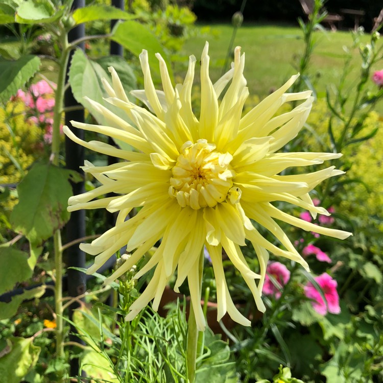 Plant image Dahlia 'My Love'