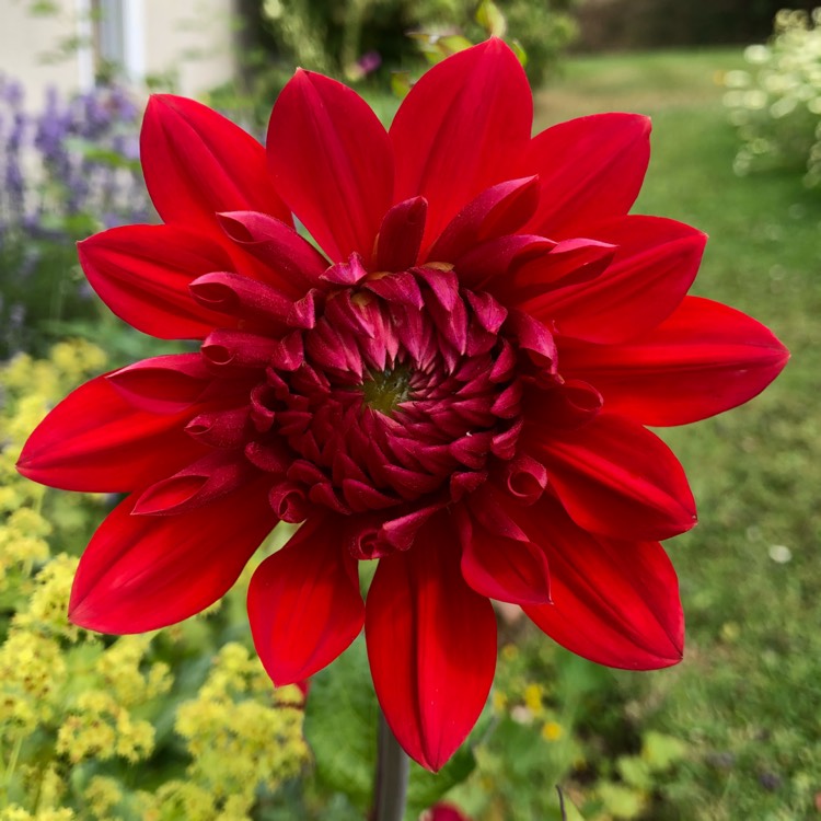 plant image 771601