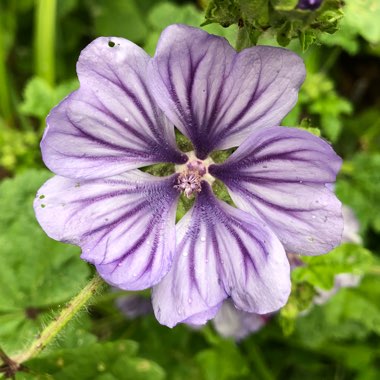 Malva Sylvestris 'Mystic Merlin'