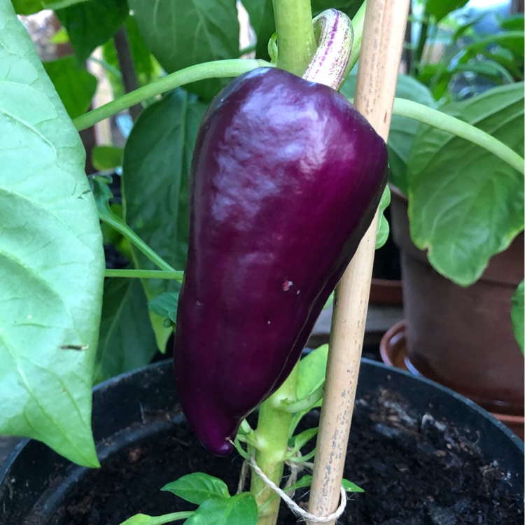 plant image 790528