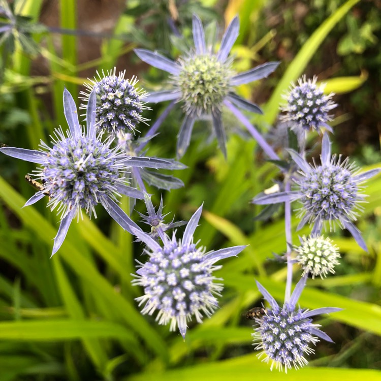 plant image 793491 plant image 793491