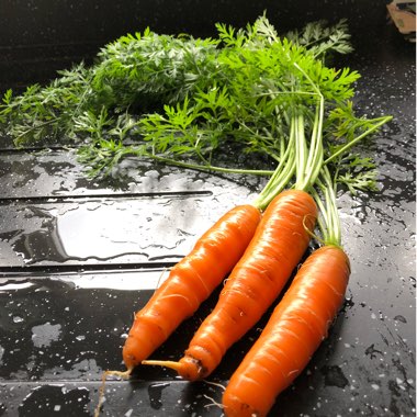 Daucus carota subsp. sativus 'Early Nantes'