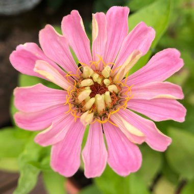 Zinnia 'Hot Mix'