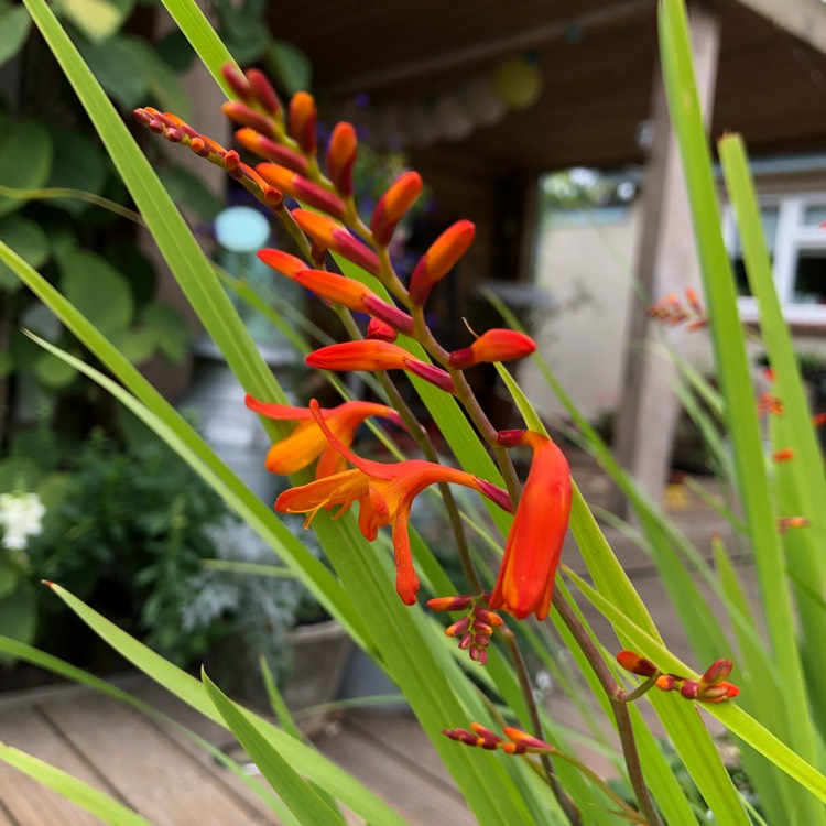 plant image 801355