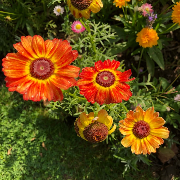 plant image 805040