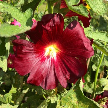 Alcea rosea 'Majorette Group'