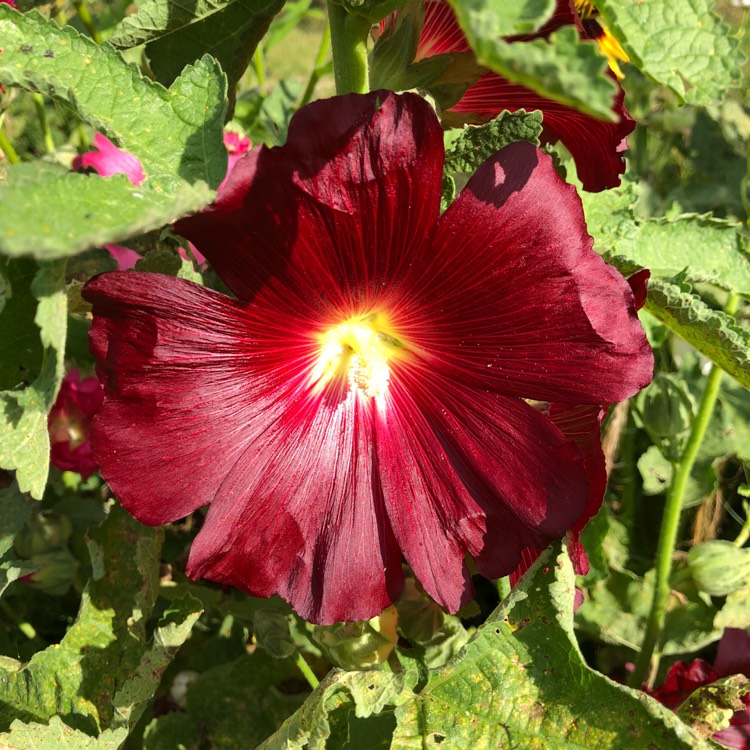 plant image 808840 plant image 808840