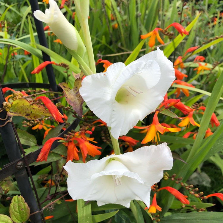 plant image 826190 plant image 826190