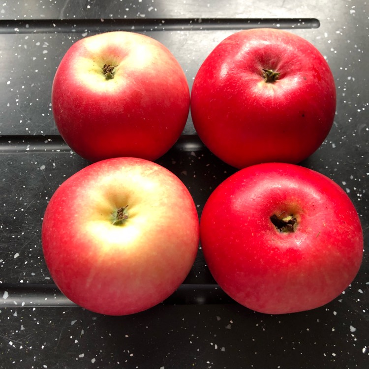 Plant image Malus domestica 'Discovery'