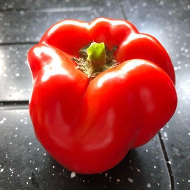 Capsicum 'Californian Wonder'