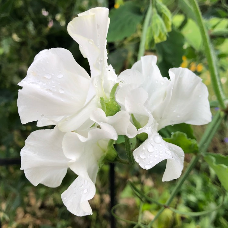 plant image 833160