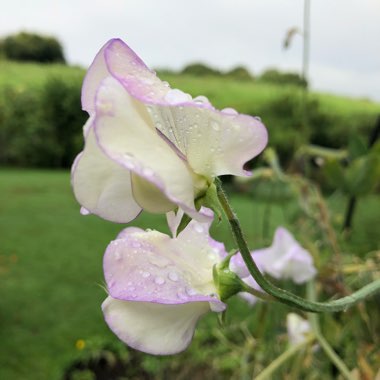 Lathyrus Odoratus 'Chatsworth'