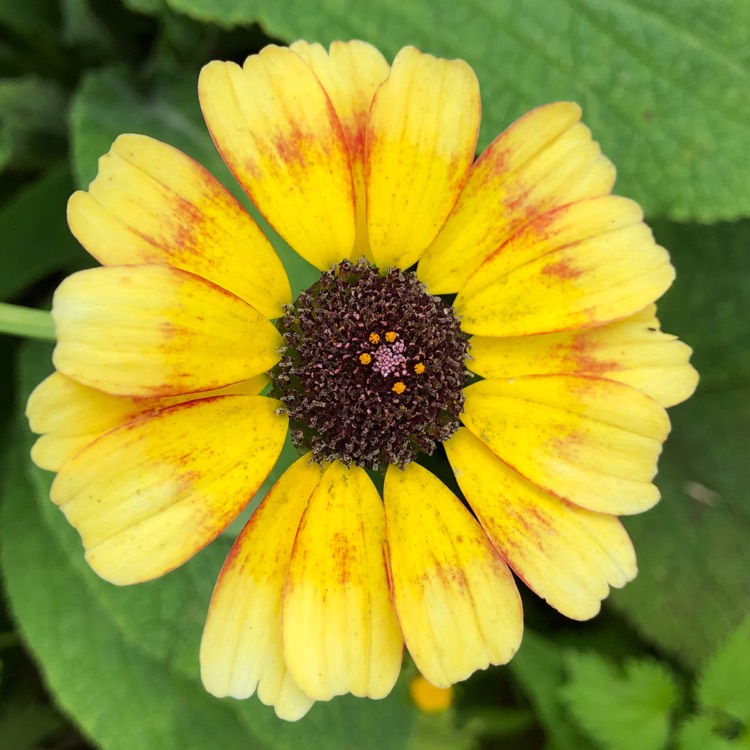plant image 838071