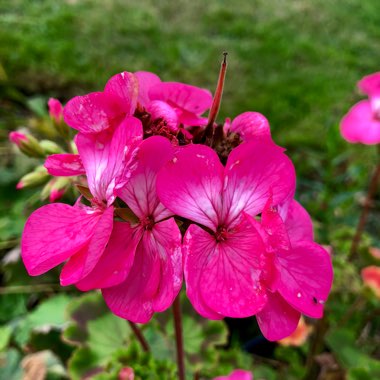 Pelargonium