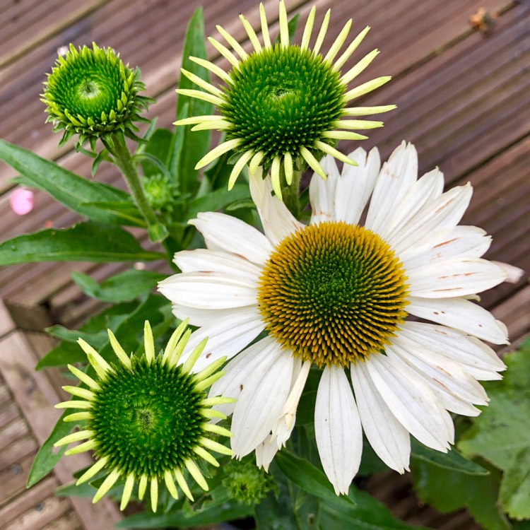 plant image 850367