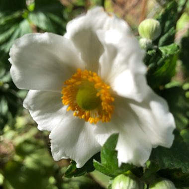 Anemone x hybrida 'Honorine Jobert'