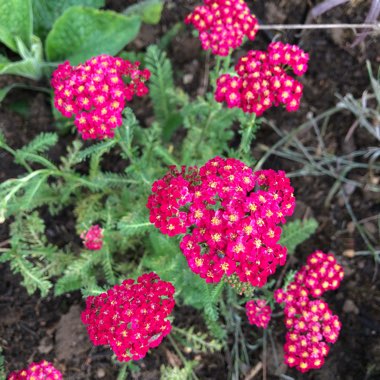 Achillea millefolium 'Red Velvet'