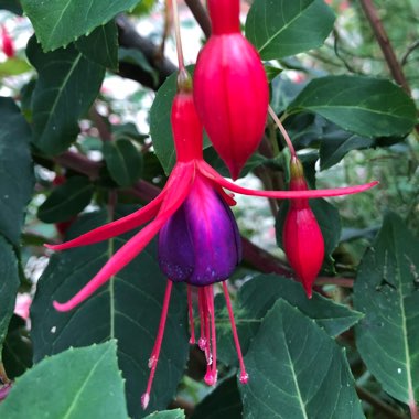 Fuchsia