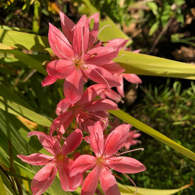 plant image 877552