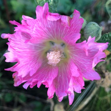 Alcea rosea 'Majorette Group'