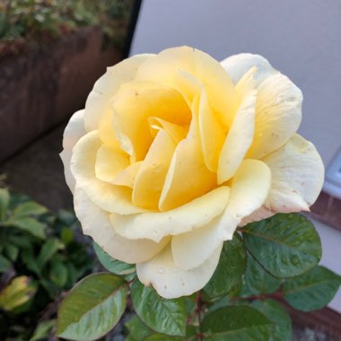 Rosa