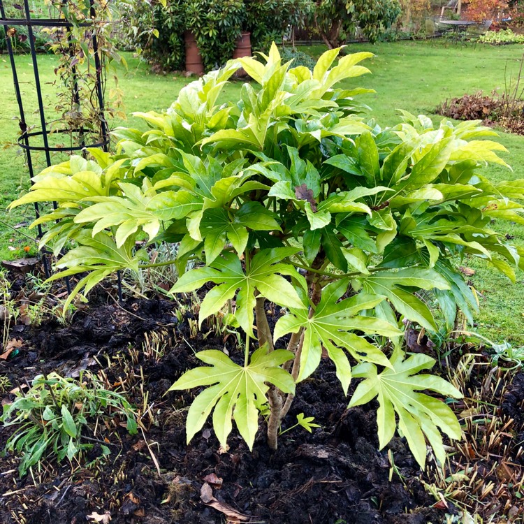 plant image 893552