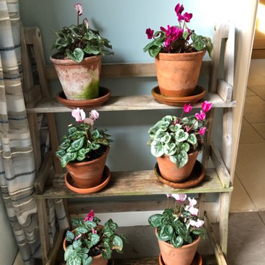 Cyclamen