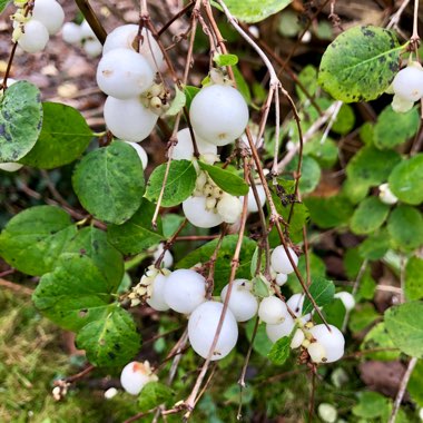 Symphoricarpos albus