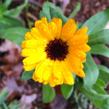 Calendula officinalis 'Art shades Mix'