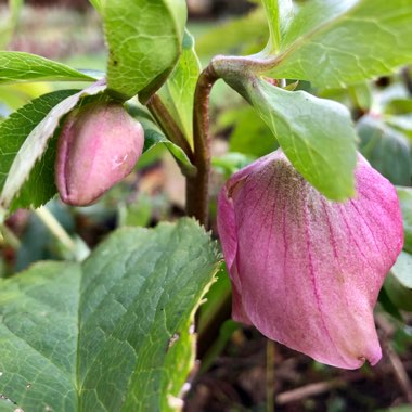 Helleborus x hybridus 'Ashwood Garden Hybrids'