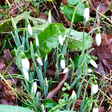 Galanthus nivalis