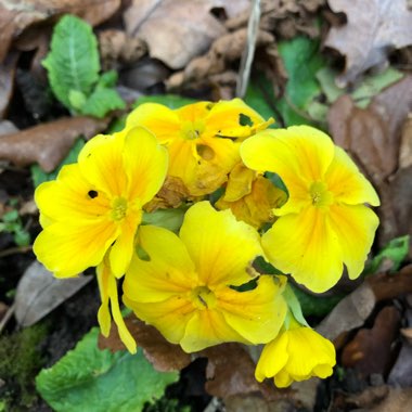 Primula veris 'Veristar Yellow'
