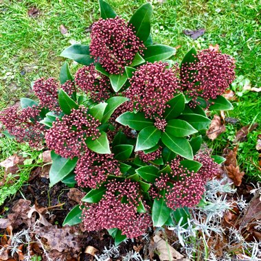 Skimmia japonica