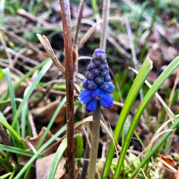 Plant image Muscari armeniacum