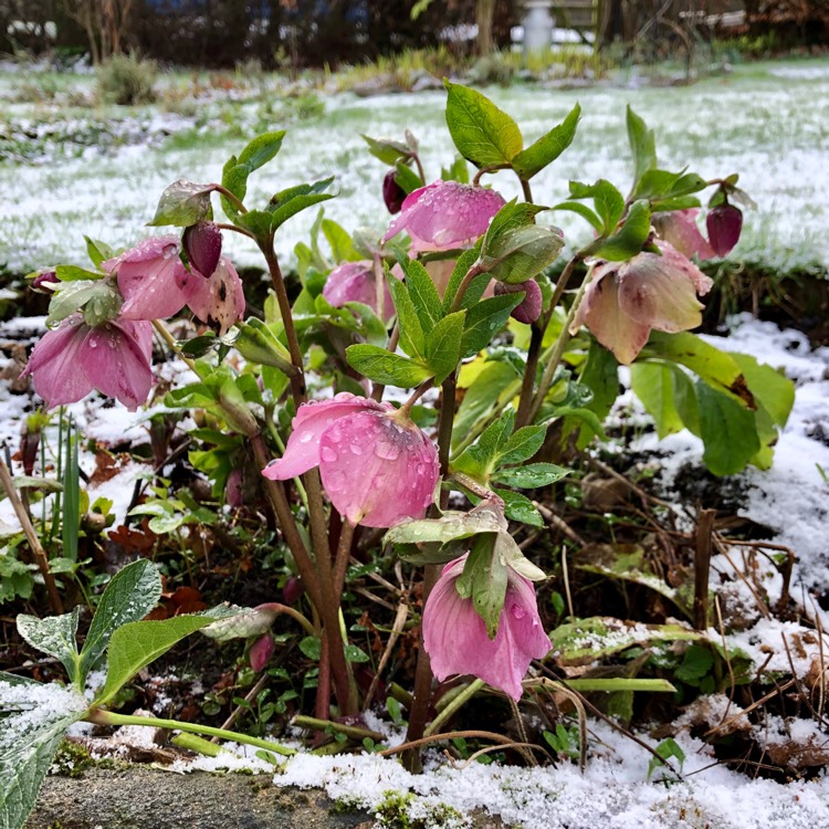 Plant image Helleborus x hybridus 'Ashwood Garden Hybrids'