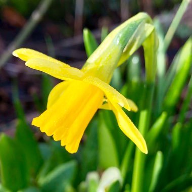 Narcissus 'Tête-à-Tête'
