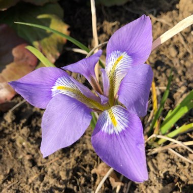 Iris unguicularis