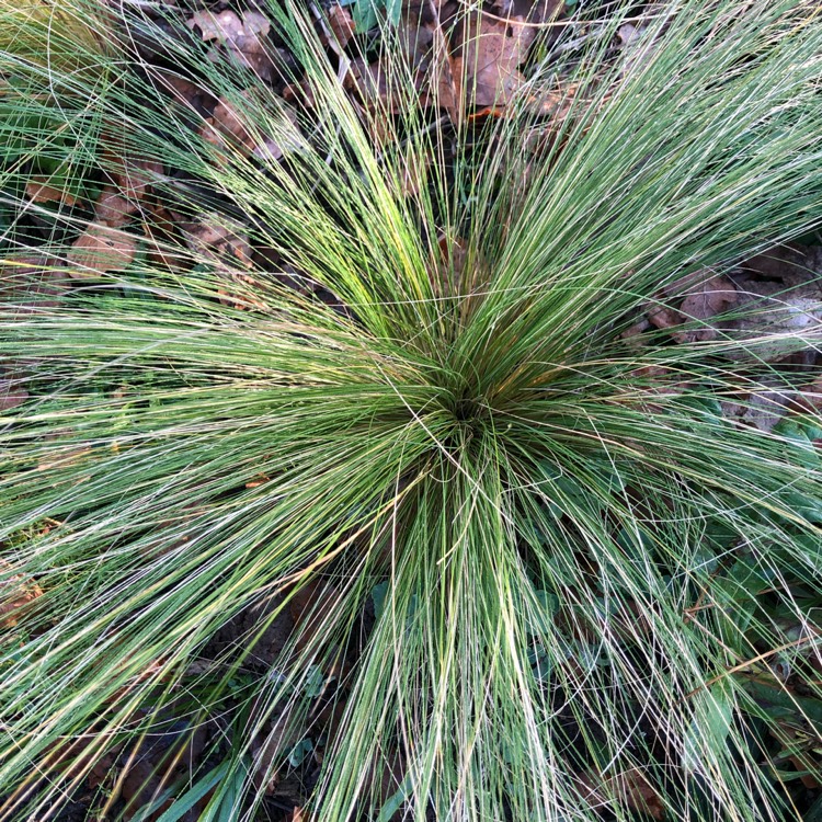 Plant image Nassella tenuissima syn. Stipa tenuissima