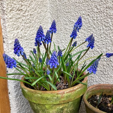 Muscari armeniacum