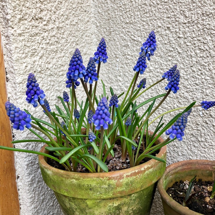 Plant image Muscari armeniacum