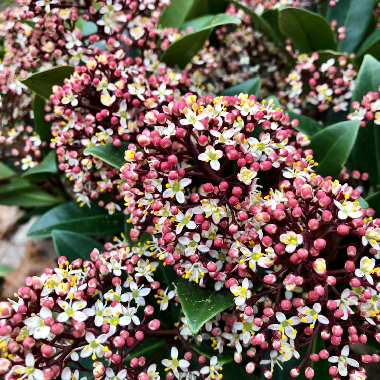 plant image 961292