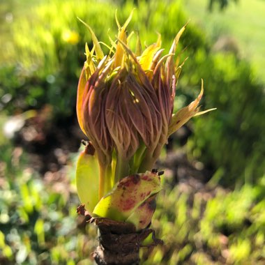Paeonia x suffruticosa 'Jing Yu' syn. Paeonia x suffruticosa 'Xue Ta', Paeonia x suffruticosa 'Sai Xue Ta'