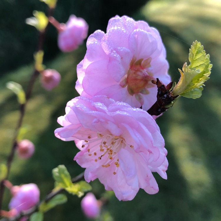 Plant image Prunus triloba