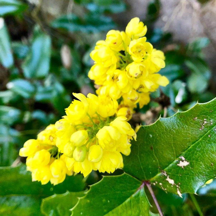 Plant image Mahonia x media 'Winter Sun' syn.Mahonia x wagneri 'Winter Sun'