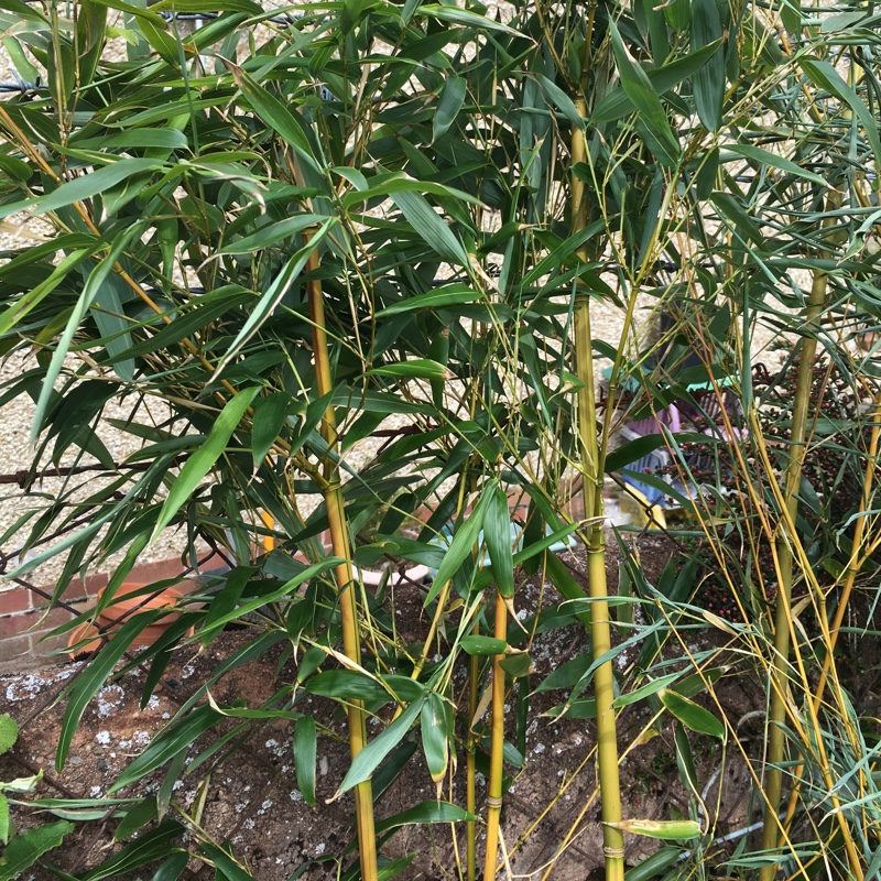plant image 98025