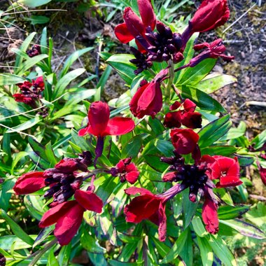Erysimum