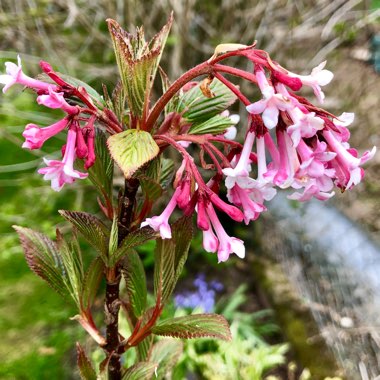 Viburnum x bodnantense 'Charles Lamont'