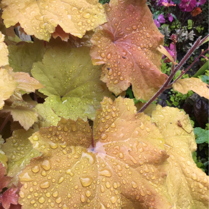 Plant image Heuchera 'Amber Waves'