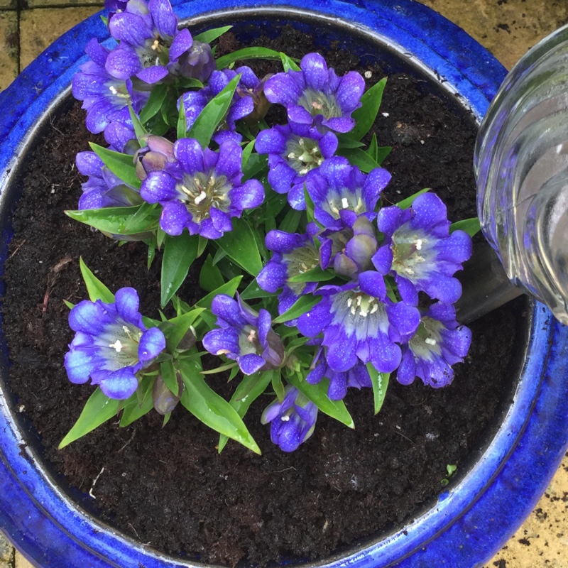 Plant image Gentiana acaulis syn. Gentiana kochiana