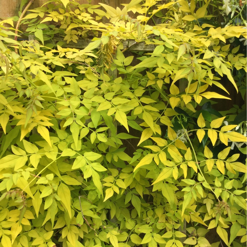 Plant image Trachelospermum asiaticum 'Golden Memories'